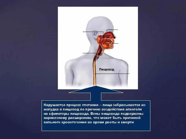 Нервный пищевод. Процесс глотания. Протекающие процессы пищевода. Изменение пищи в пищеводе.