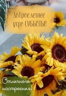 Доброе утро картинки с подсолнухами