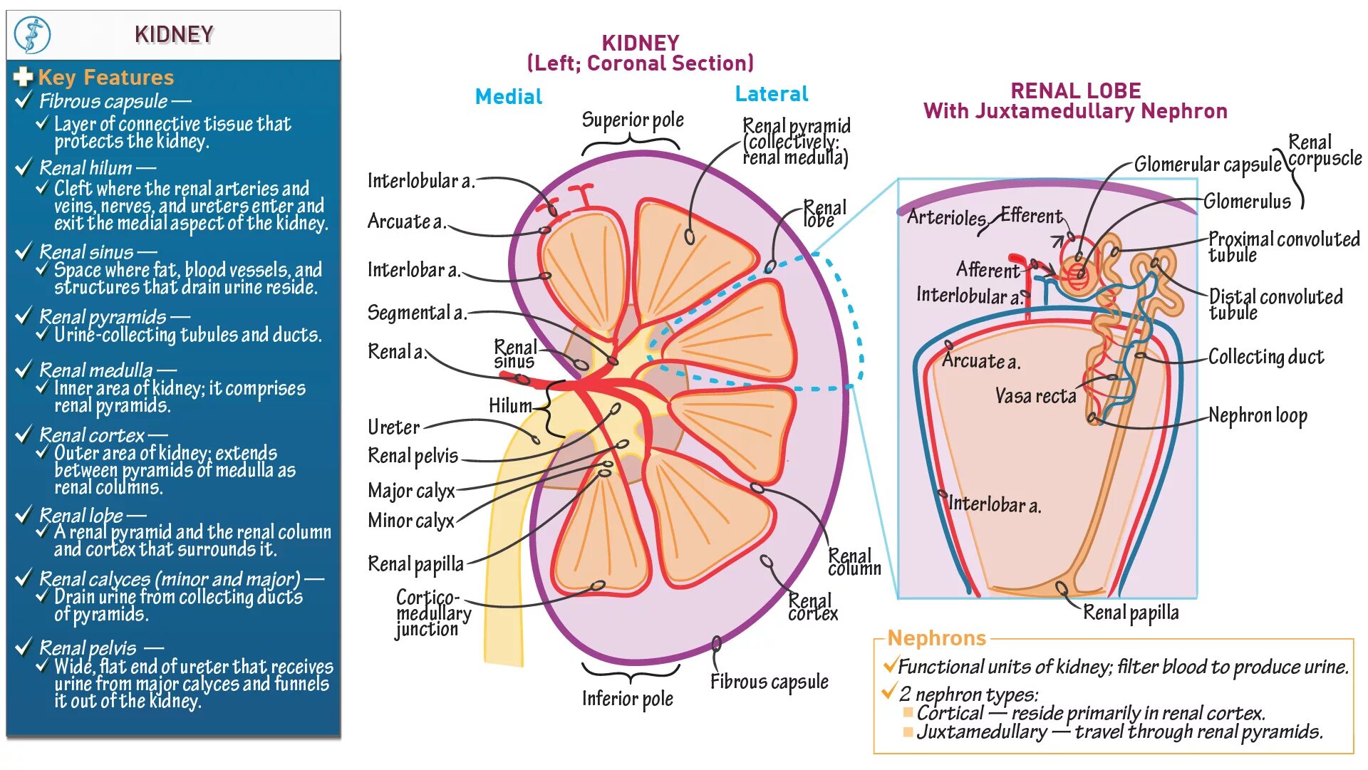 Acute renal failure ppt. Ренал порошок для кошек. Renal function. Cortex kidney. Renal перевод.