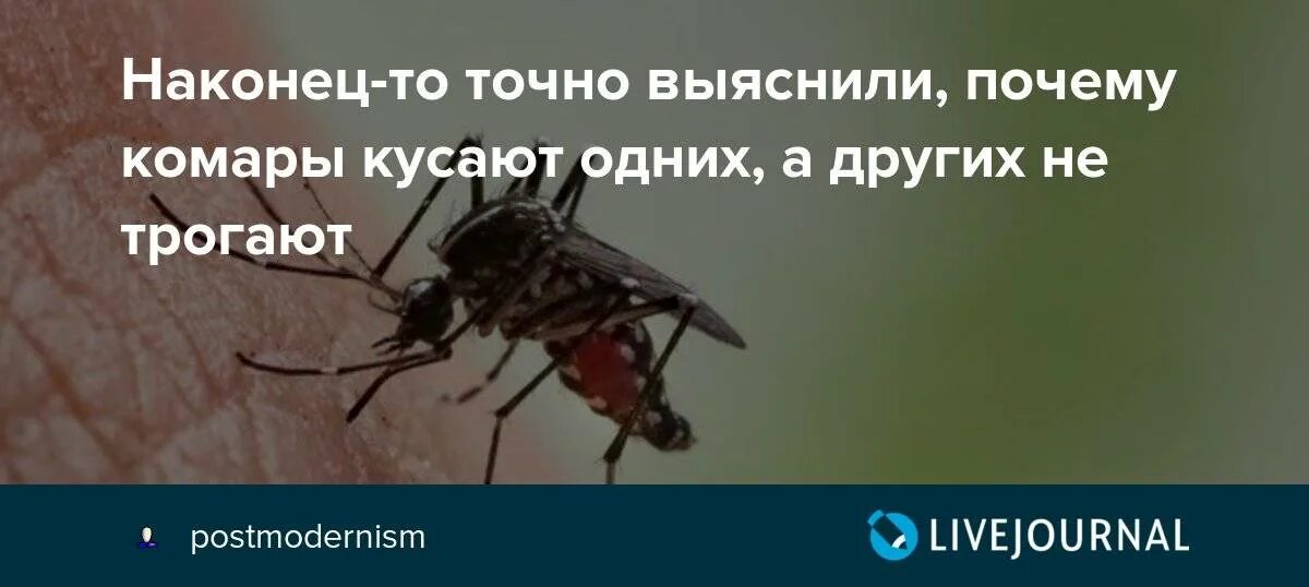 Любимая группа комаров. Кого не кусают комары группа крови. Почему комары кусают одних людей больше чем других. Почему одного человека кусают комары а другого нет.