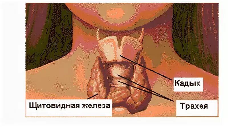 Почему у женщин нет кадыка и зачем. Почему у женщин нет кадыка и зачем