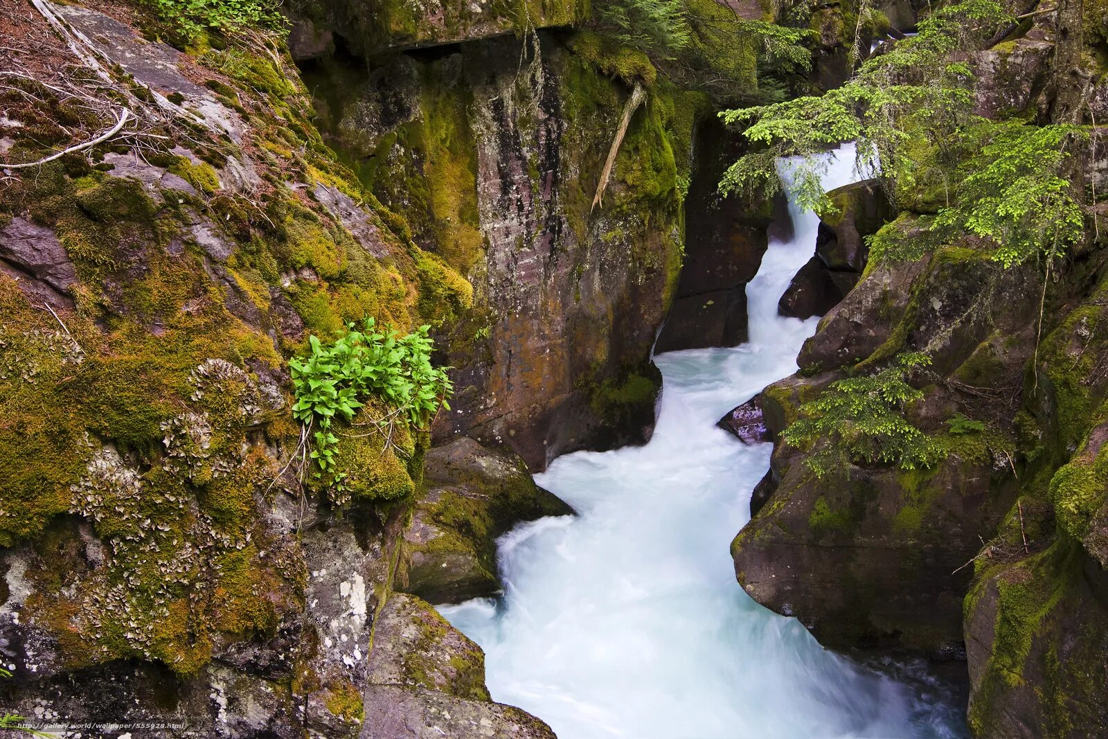 Дерево растущее по обеим сторонам ручья фото. Small river. Национальный парк йохо канада. Источник воды в лесу. Река репруа в абхазии.
