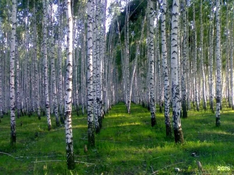 Березовая роща определение. Березовая роща Казань. Токсово Березовая роща. Берёзовая роща Волгоград. Березовая роща Приволжский район.