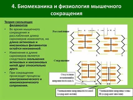 Нейронная теория физиология