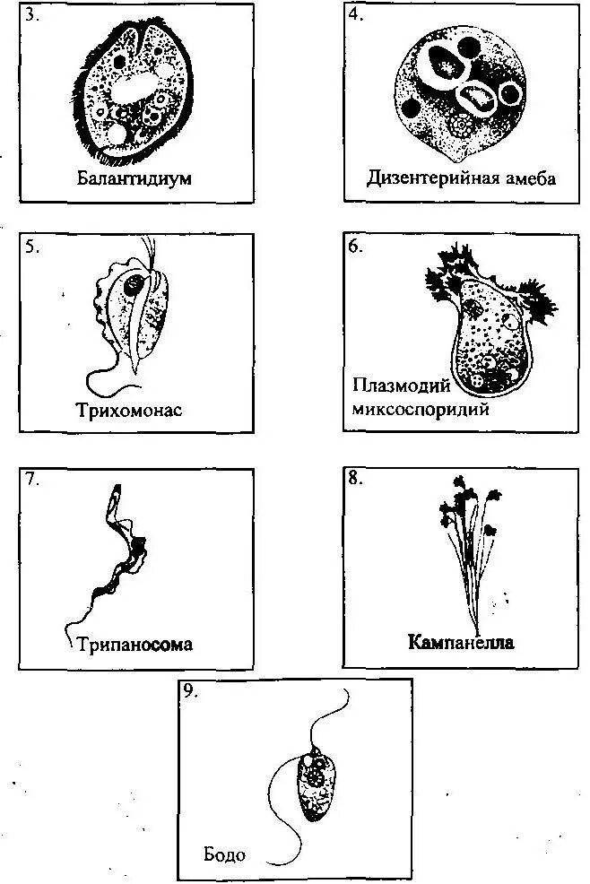 Циклы развития одноклеточных организмов рисунок. Дизентерийная амеба систематическое положение. Группы простейших. Цикл развития одноклеточных организмов. Назовите классы простейших