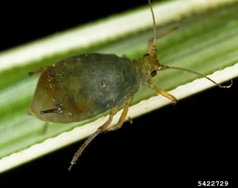 Пупырчатый рылохвост. Тля Rhopalosiphum Padi l. Алмикви. Кукурузная тля (Rhopalosiphum maidis Fitch). Aphis evonymi.