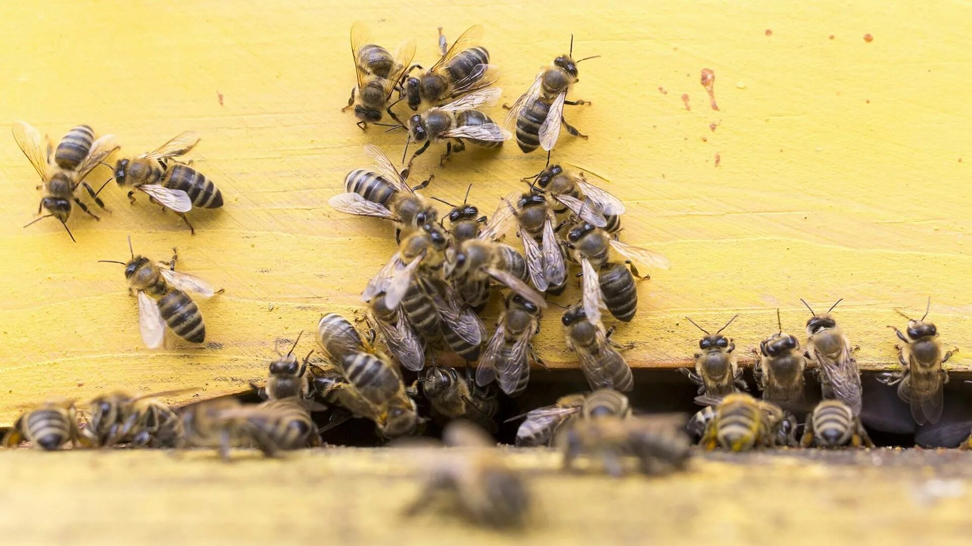 Пчелы гибнут. Массовая гибель пчел. Исчезновение пчел. Мрут пчёлы. Дохлая пчела.