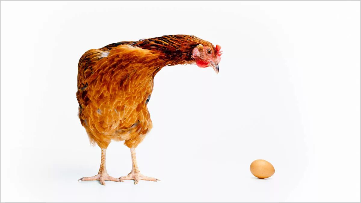 Что появилось первее курица. Курица с яйцами. Курица или яйцо. Egg курица.