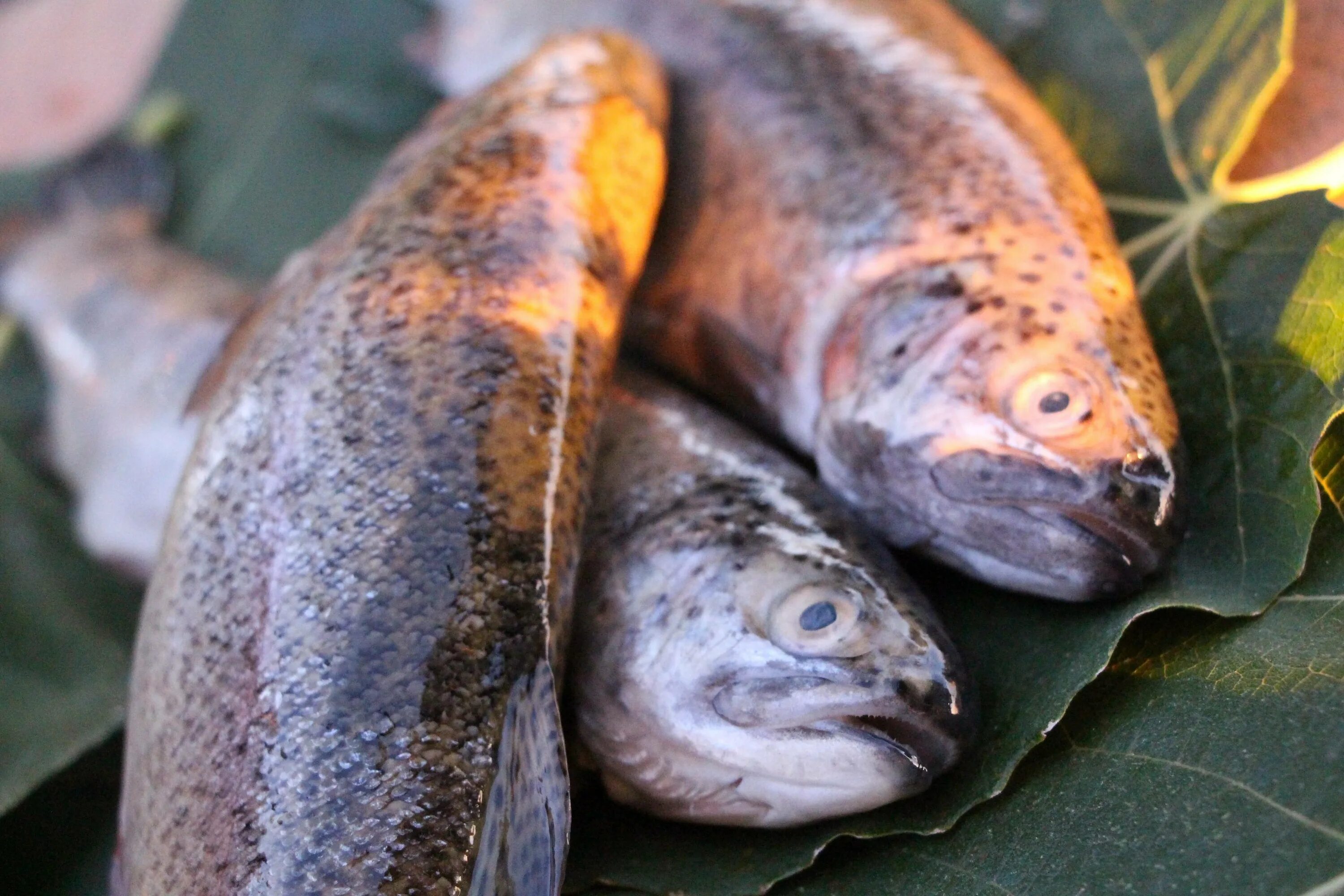 Дефицит рыбы. Рыба и морепродукты. Рыбы недостатки. Сахалинская форель. Свежая рыба лениногорске.