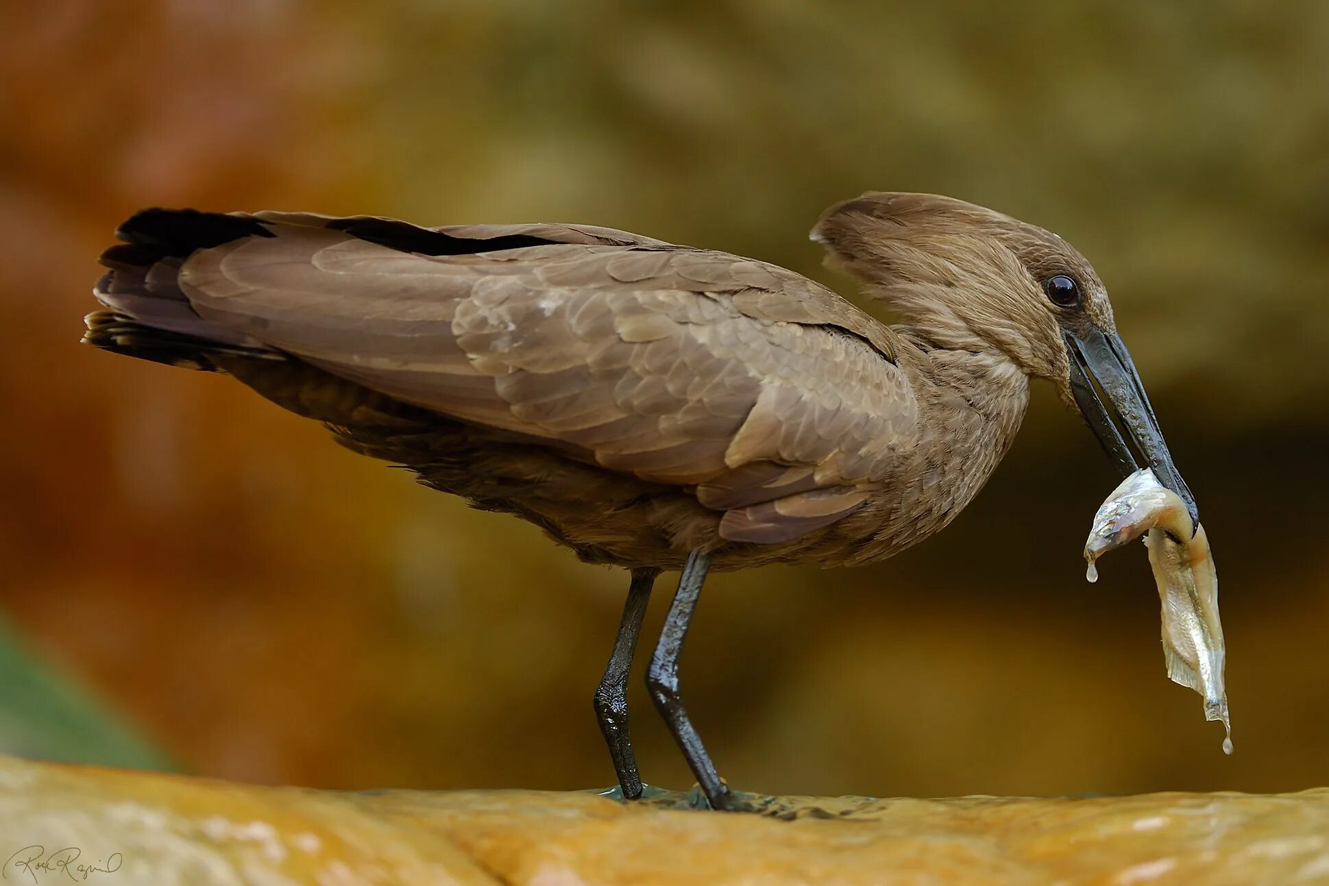 краснокрылый скворец. пеганка птица. утка каролинка. короткохвостая горлица. королевский фазан красный.