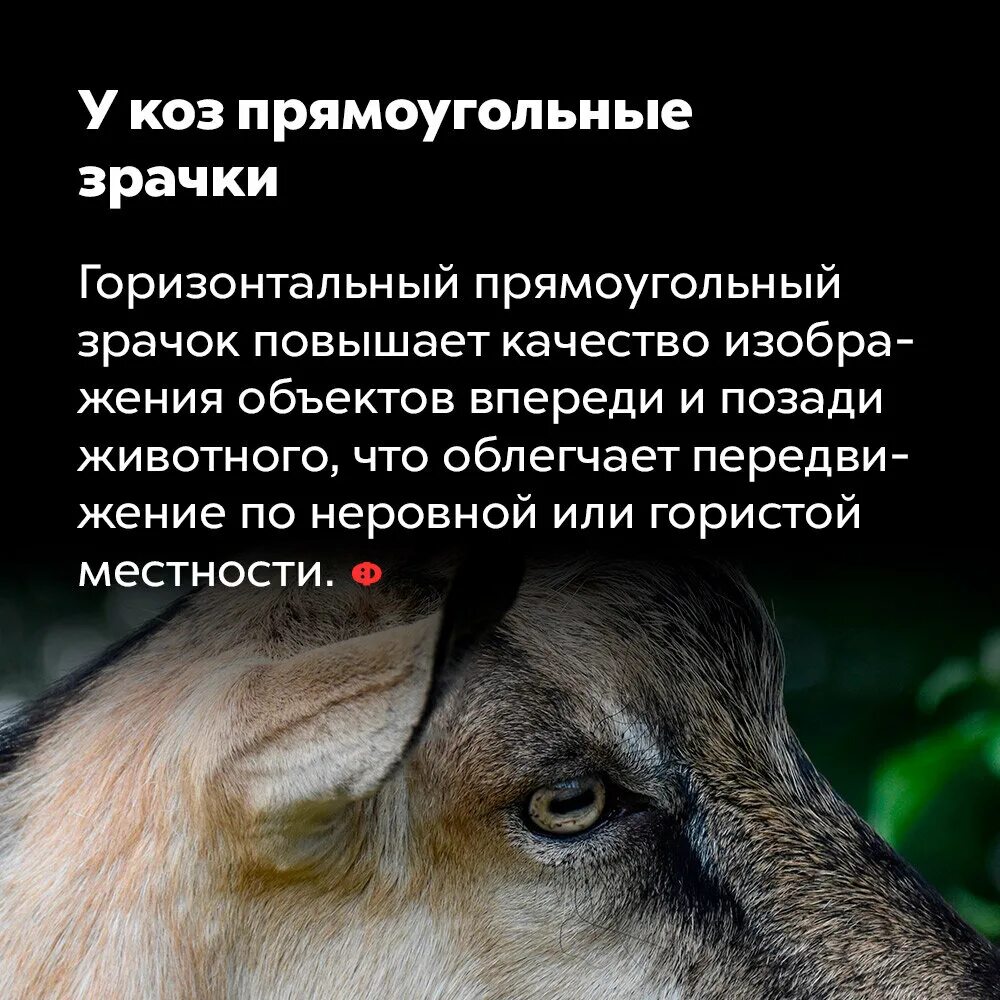 Выражение драть как сидорову козу. Драть как сидорову козу. интересные факты о козах. сидорову козу значение.