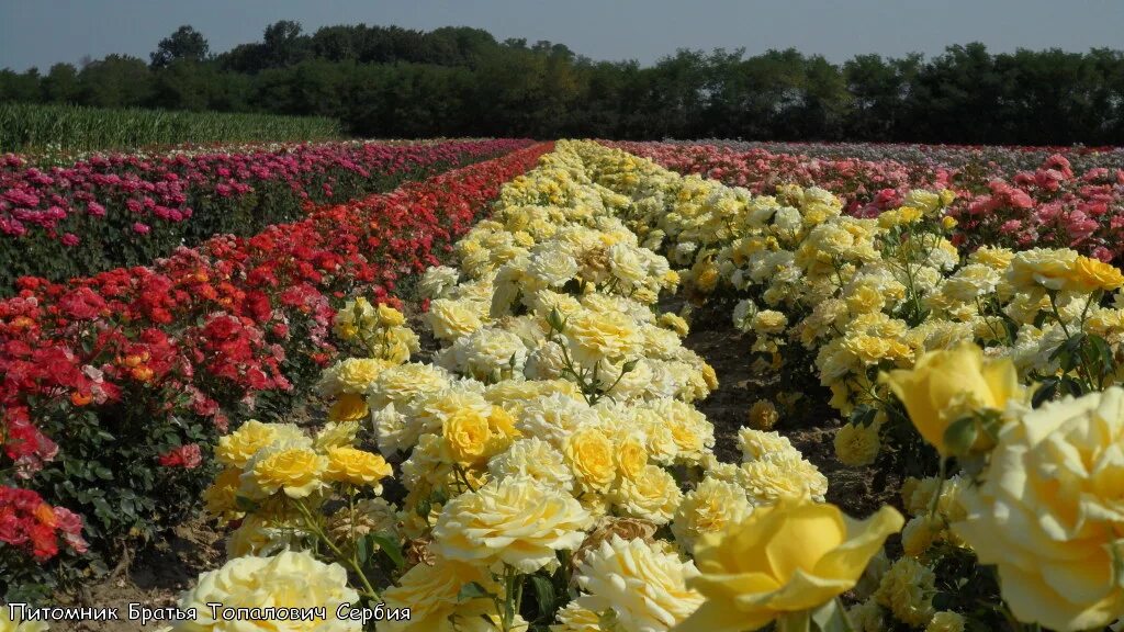 Саженцы роз в крыму. Розы сад братья Топалович. Питомник братья Топалович розы. Розы братья Топалович. Розы сербские Топалович саженцы.