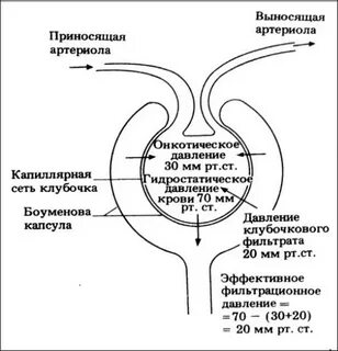 Приносящая артериола выносящая артериола