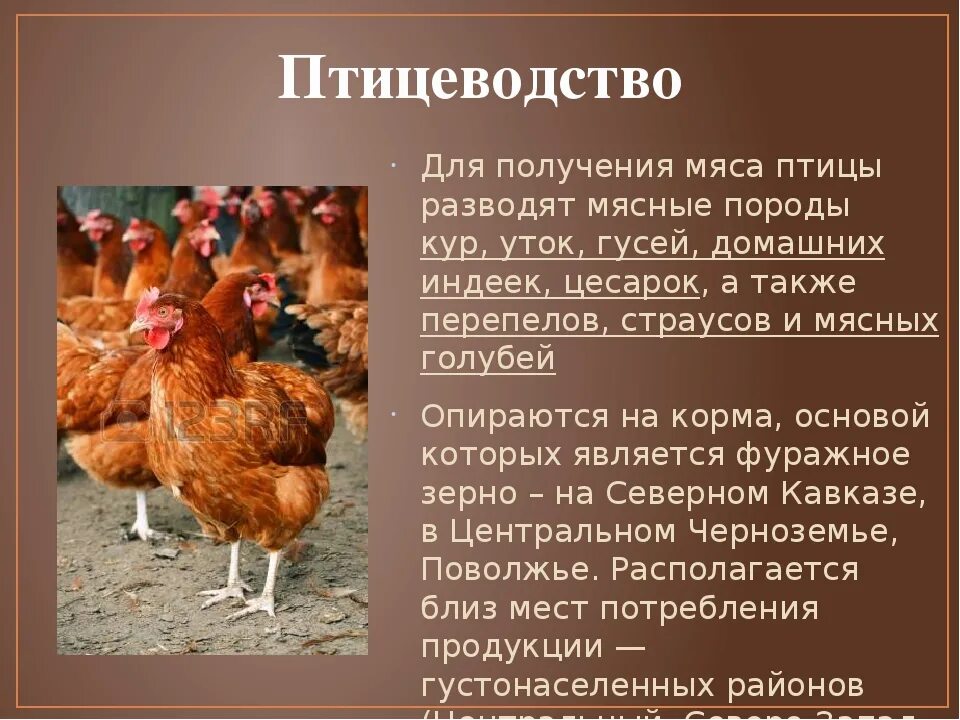 К какой группе относится курица. Сообщение на тему Птицеводство. Доклад на тему Птицеводство. Птицеводство презентация. Животноводство Птицеводство.