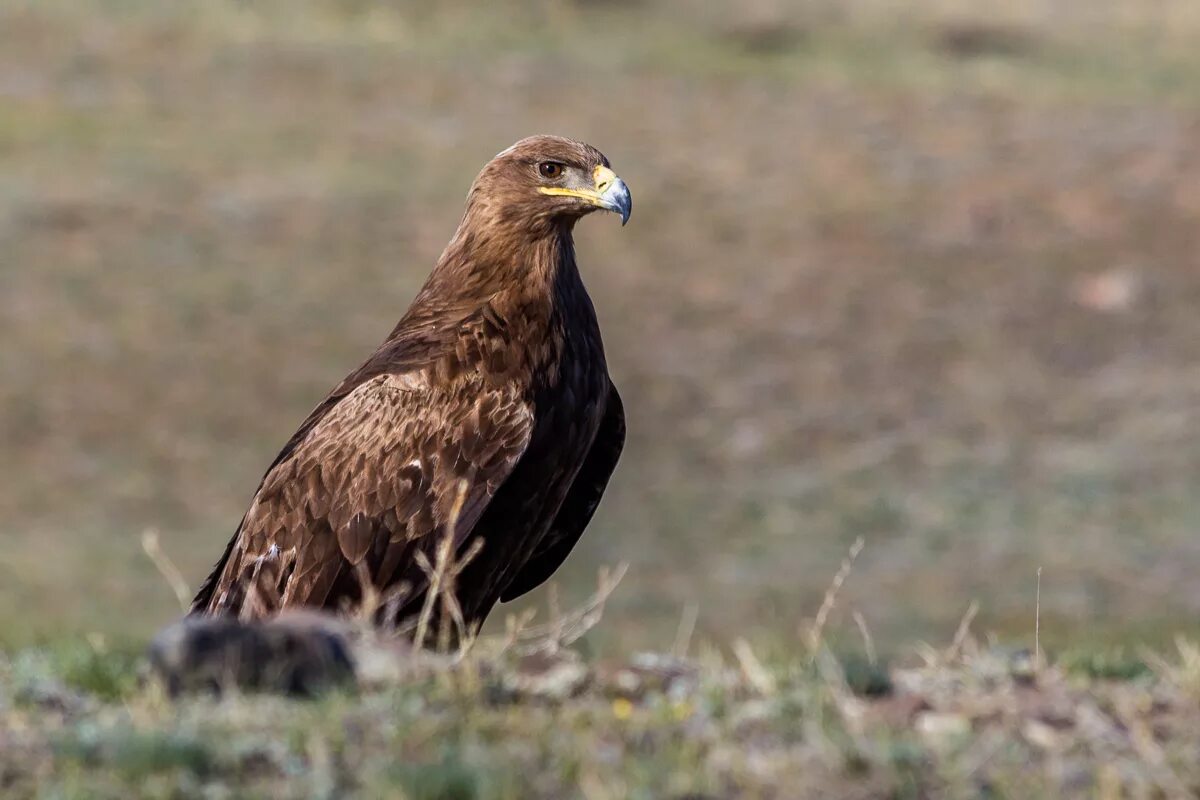 Орел степная птица. Степной орёл (Aquila nipalensis. Степной Орел Ростовской области. Краснокнижный Степной Орел. Степной Орел в степи.