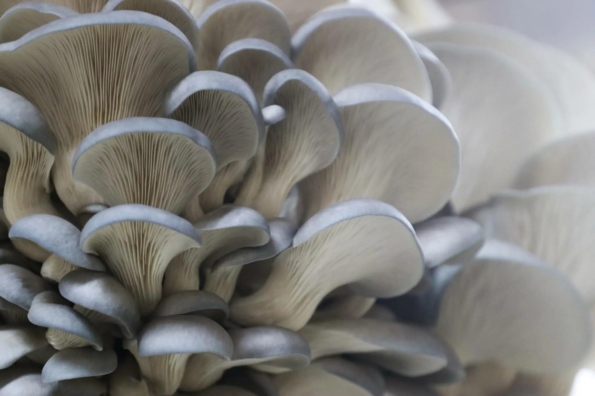 Вешанки или вешенки. Вёшенка обыкновенная / Pleurotus ostreatus. Вёшенка обыкновенная Лесная. Вёшенка устричная (Pleurotus ostreatus). Вешенка говорушка древесные.