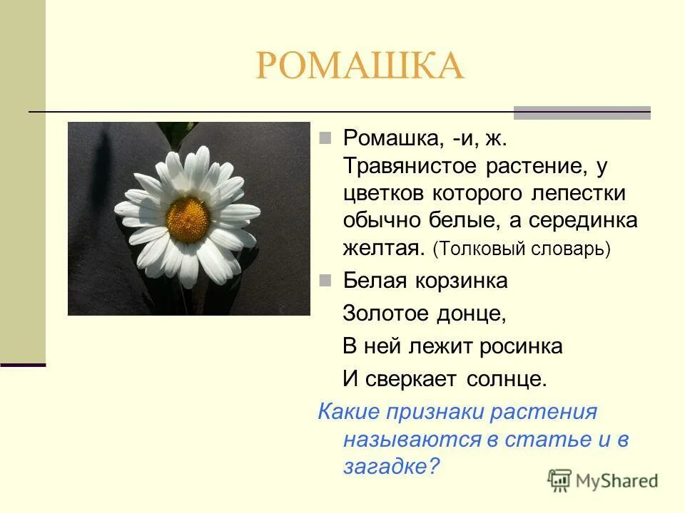 Загадка золотое донце. Описание ромашки. Описание цветка ромашки. Из чего состоит Ромашка.