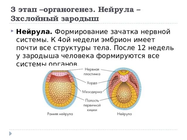 Органогенез задания. Органогенез стадии. Мезодерма эктодерма энтодерма эмбрион. Органогенез особенности этапа. Органогенез стадии.