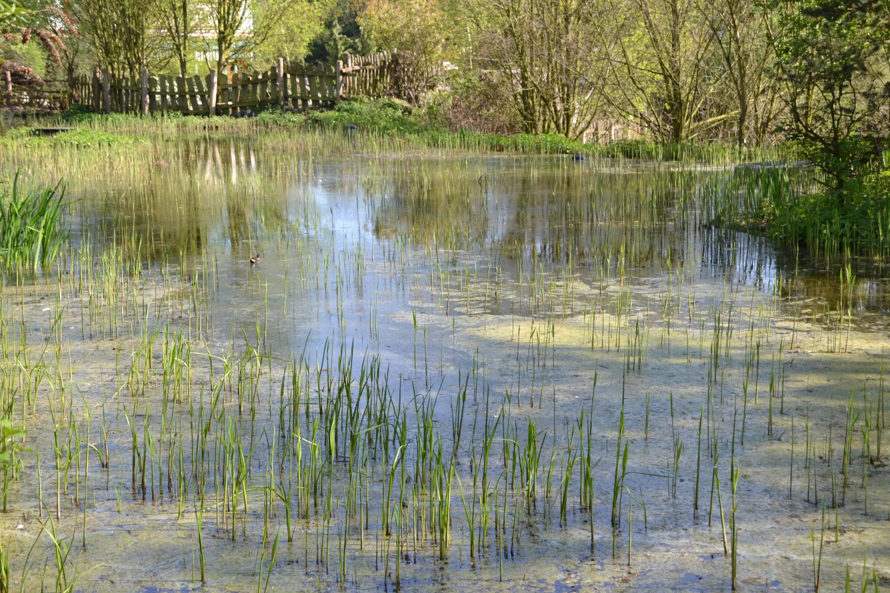 Болотистая вода. Болотная река. Болотистая река. Болотные водоемы. Заболоченная река.