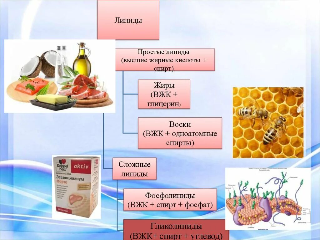 Основные липиды тканей человека. Сложные липиды классификация. Липиды жиры стероиды воск и. Классификация липидов схема. Сложные и простые Диры.