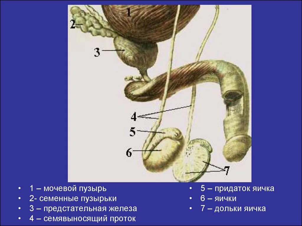 Мужские половые органы семявыносящий проток. Наружное строение мужской половой системы. Семявыбрасывающий проток анатомия. Мужская половая система анатомия строение яичек. Мужские яички органы
