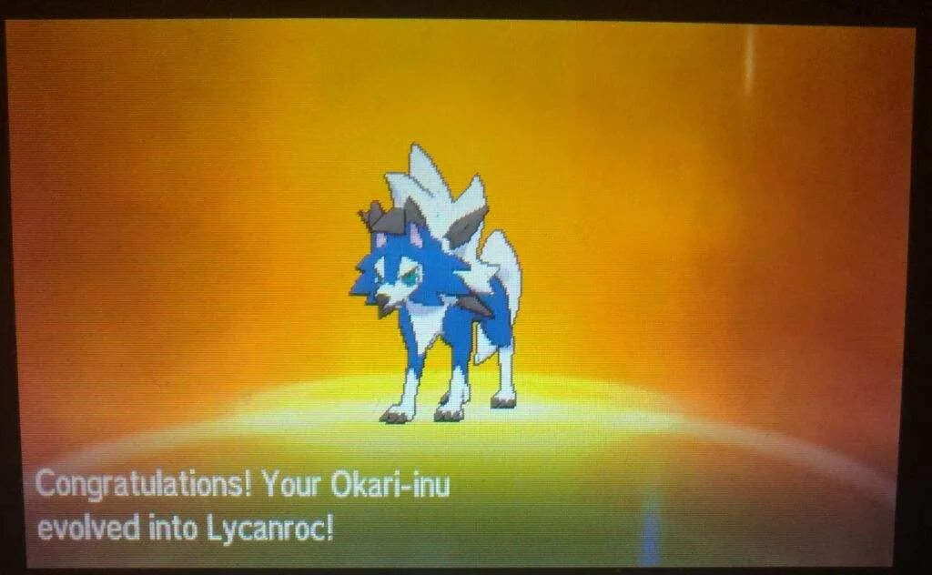 Шайни Ликанрок. Shiny Dusk Lycanroc. Лайканрок Сумеречный шайни. Лайканрок в отаки гнев.