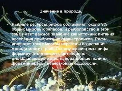 Значение кораллов