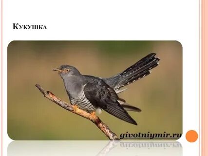 Дакен кукушка