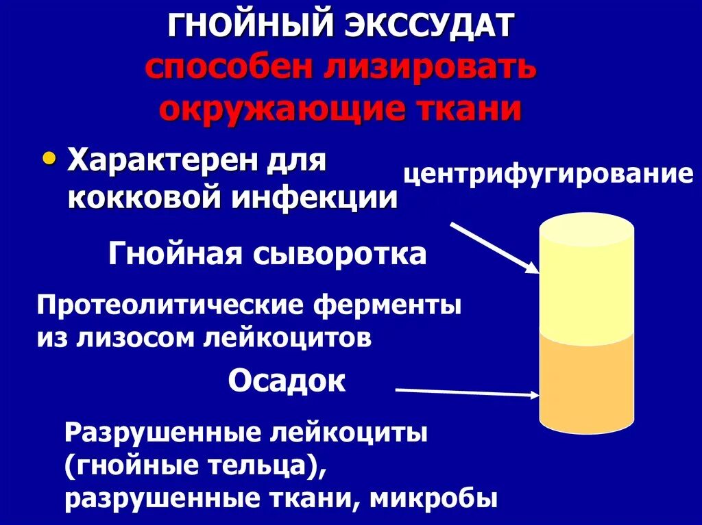 Протеолитические свойства бактерий. Для Гнойного экссудата характерно. Серозно Гнойный экссудат. Основные клетки Гнойного экссудата.