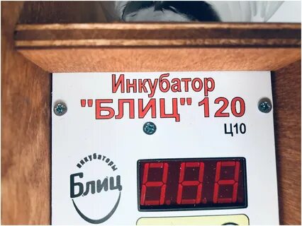 Инкубатор блиц отзывы