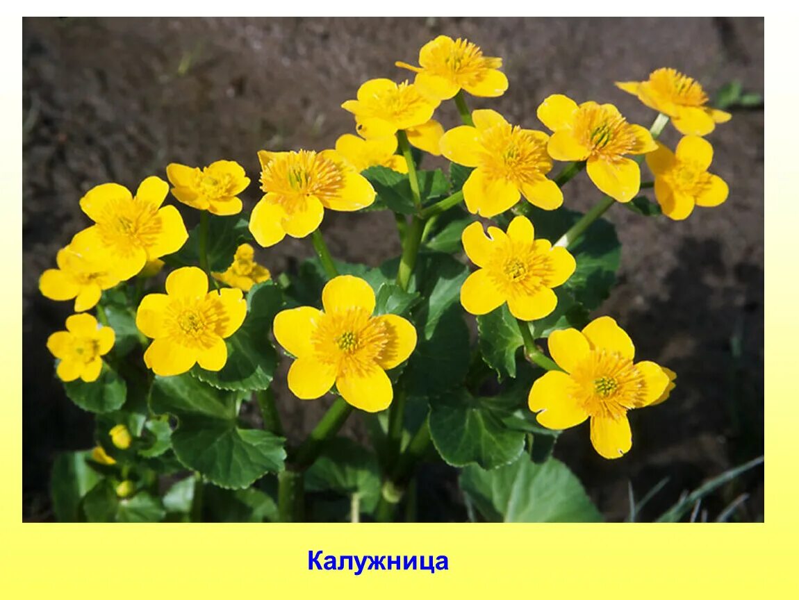 Первые желтые цветочки как называются