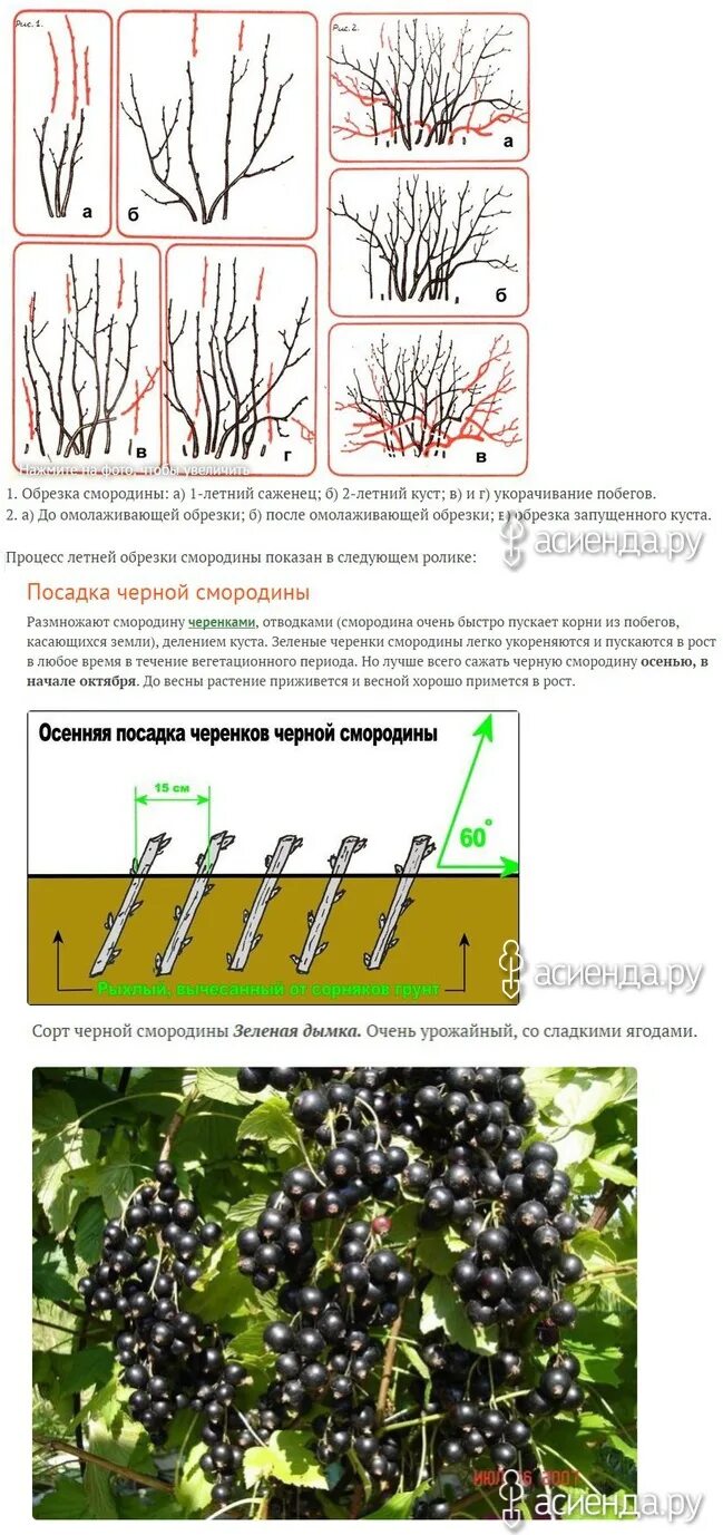 Схема обрезки черной смородины весной. Схема обрезки красной смородины весной. Как сформировать куст смородины весной. Схема обрезки черной смородины осенью.