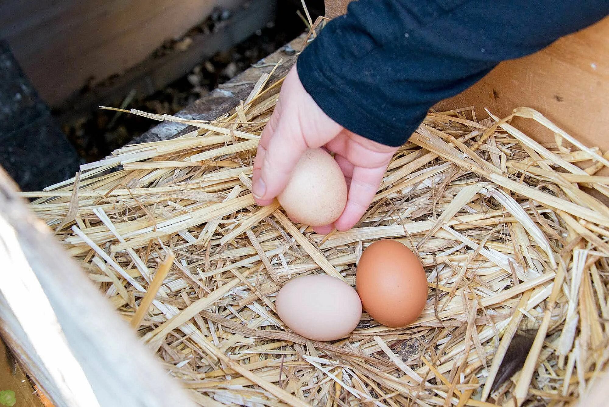 Можно ли под курицу подкладывать яйца. Курочка высиживает яйца. Гнездо для квочки. Яйца в курятнике. Несушка с яйцами.