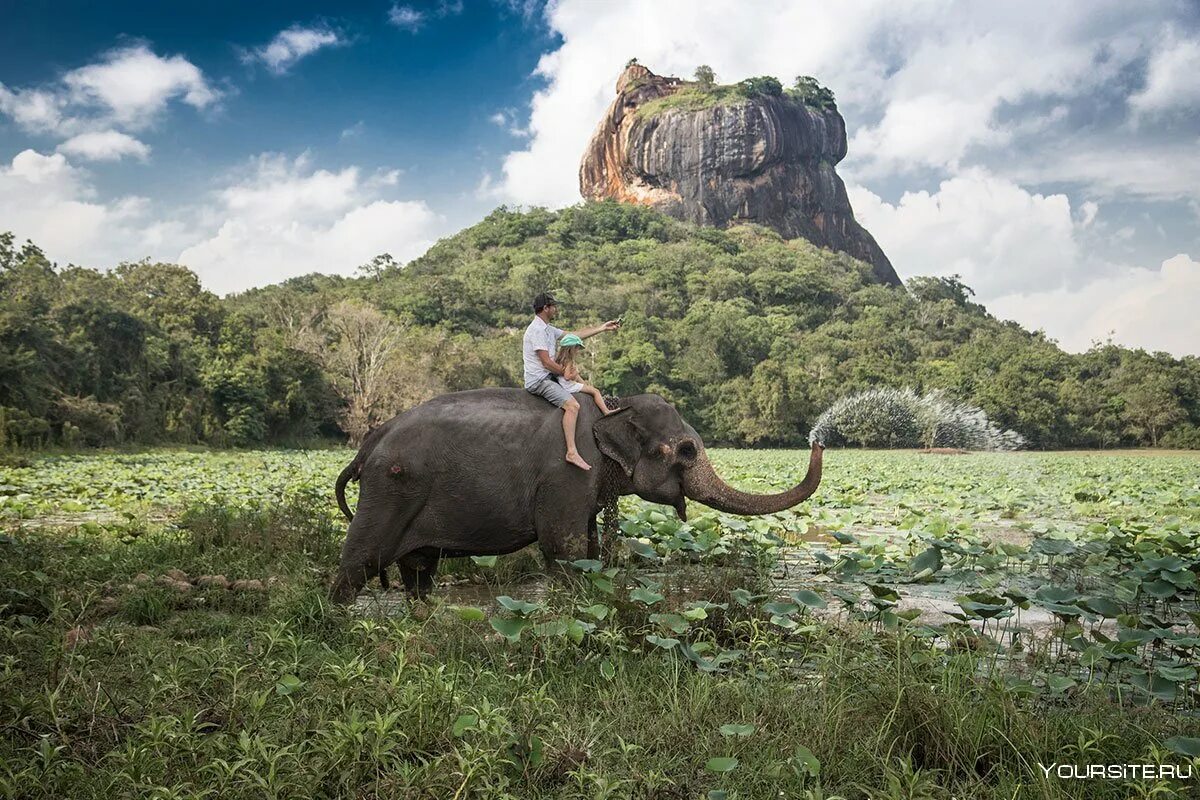 Шри-Ланка. Сигирия Шри-Ланка. Сигирия Шри-Ланка слоны. Elephant Rock Шри Ланка. Шри ланка какая азия