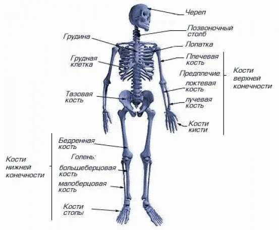 Плечо название костей и количество таблица ВЕРХНИЕ КОНЕЧНОСТИ YouTube