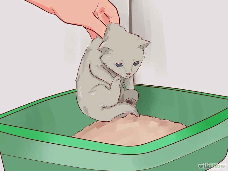 Как приручить котенка к лотку