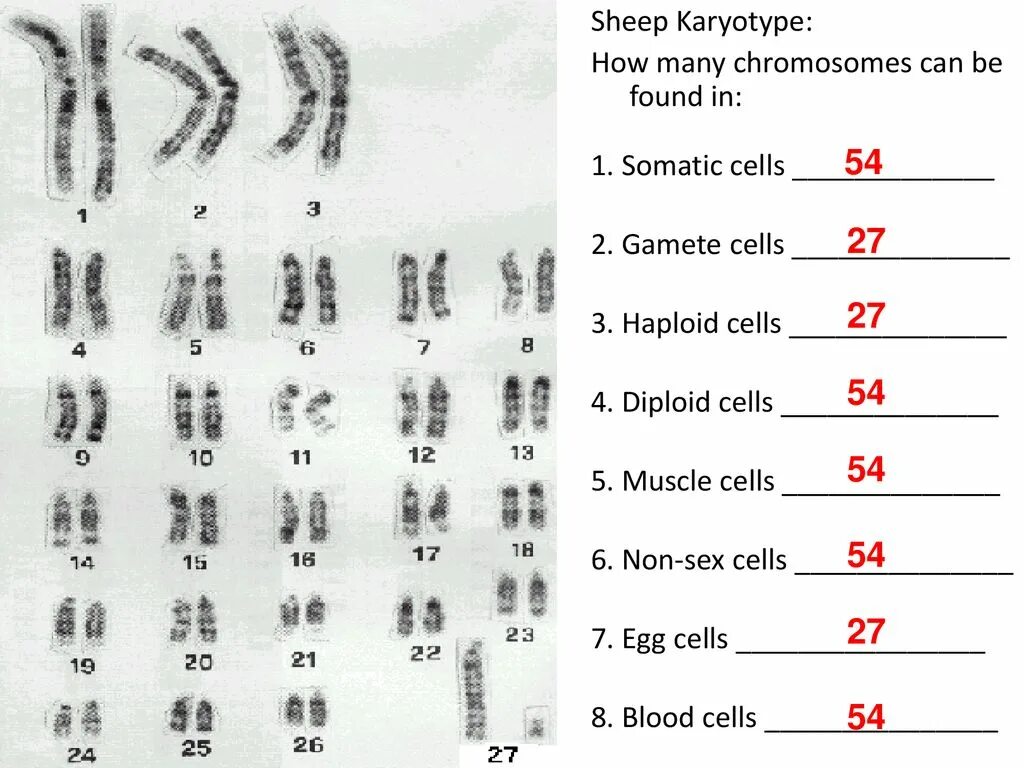 Can be found. How many chromosomes. Хромосомы овцы. Karyotype Horse. How many chromosomes have a diploid chromosome.
