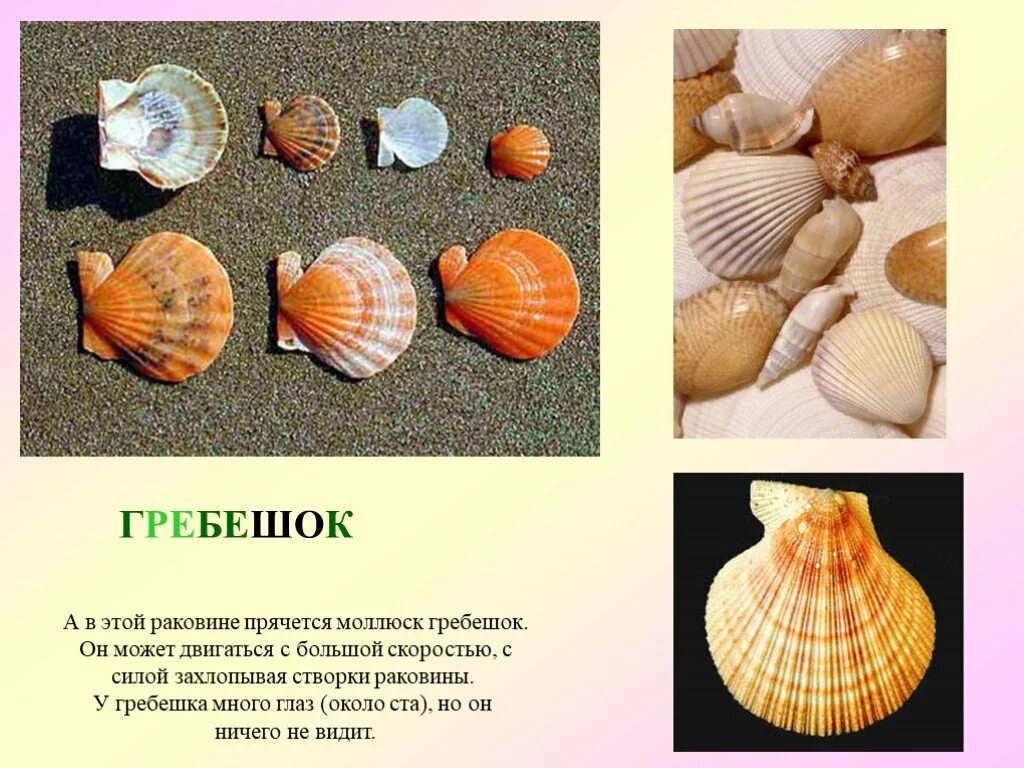 Загадка про раковину. Процесс образования жемчуга у двустворчатых моллюсков. Презентация на тему ракушки. Моллюски презентация двустворчатые 7. Омоним раковина.