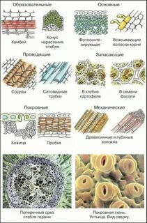 Какие клетки в основной ткани растений