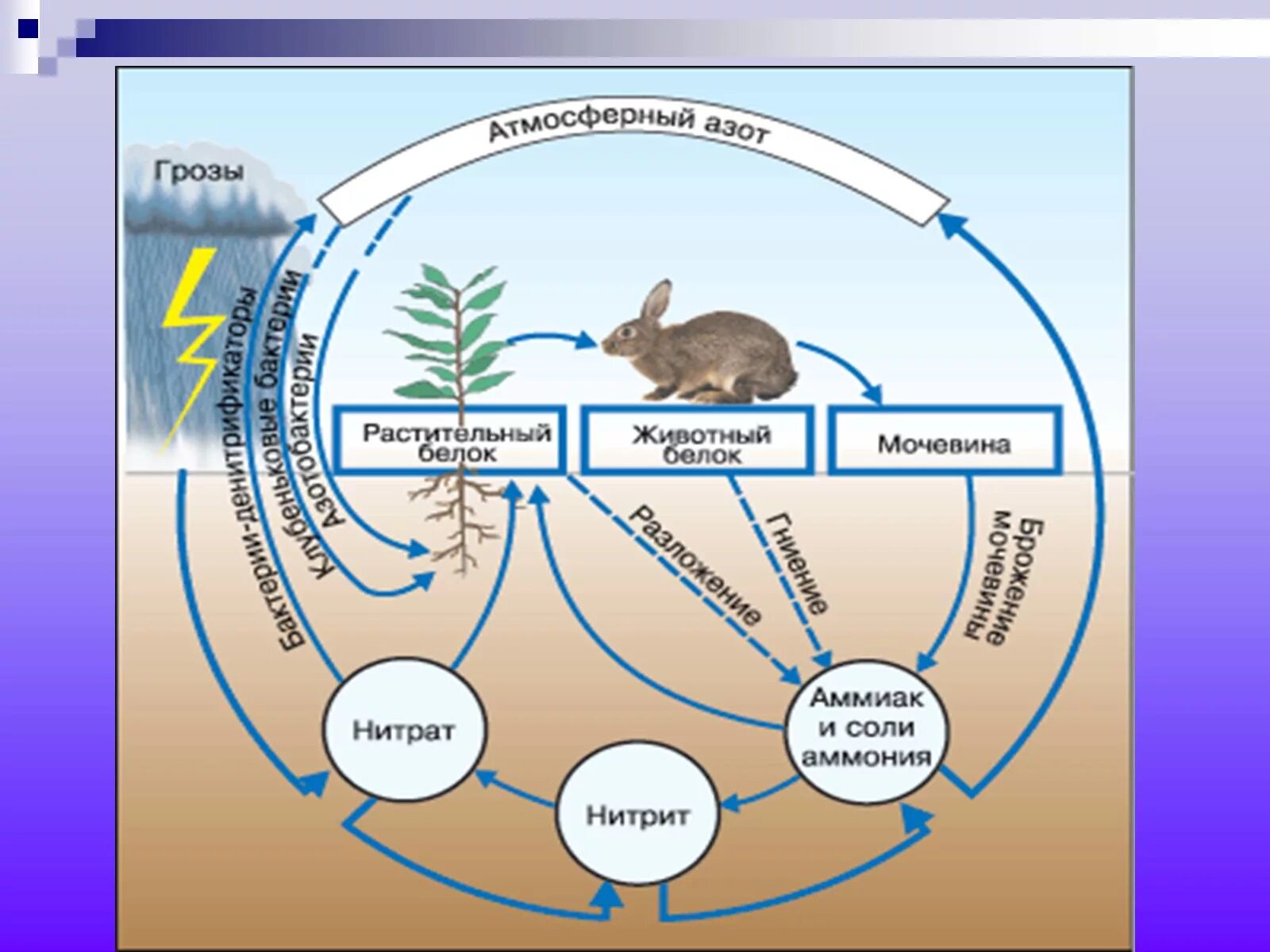 Круговорот азота. Круговорот азота бактерии. Круговорот азота в природе. Круговорот азота в природе схема 9 класс. Роль лисы в биологическом круговороте
