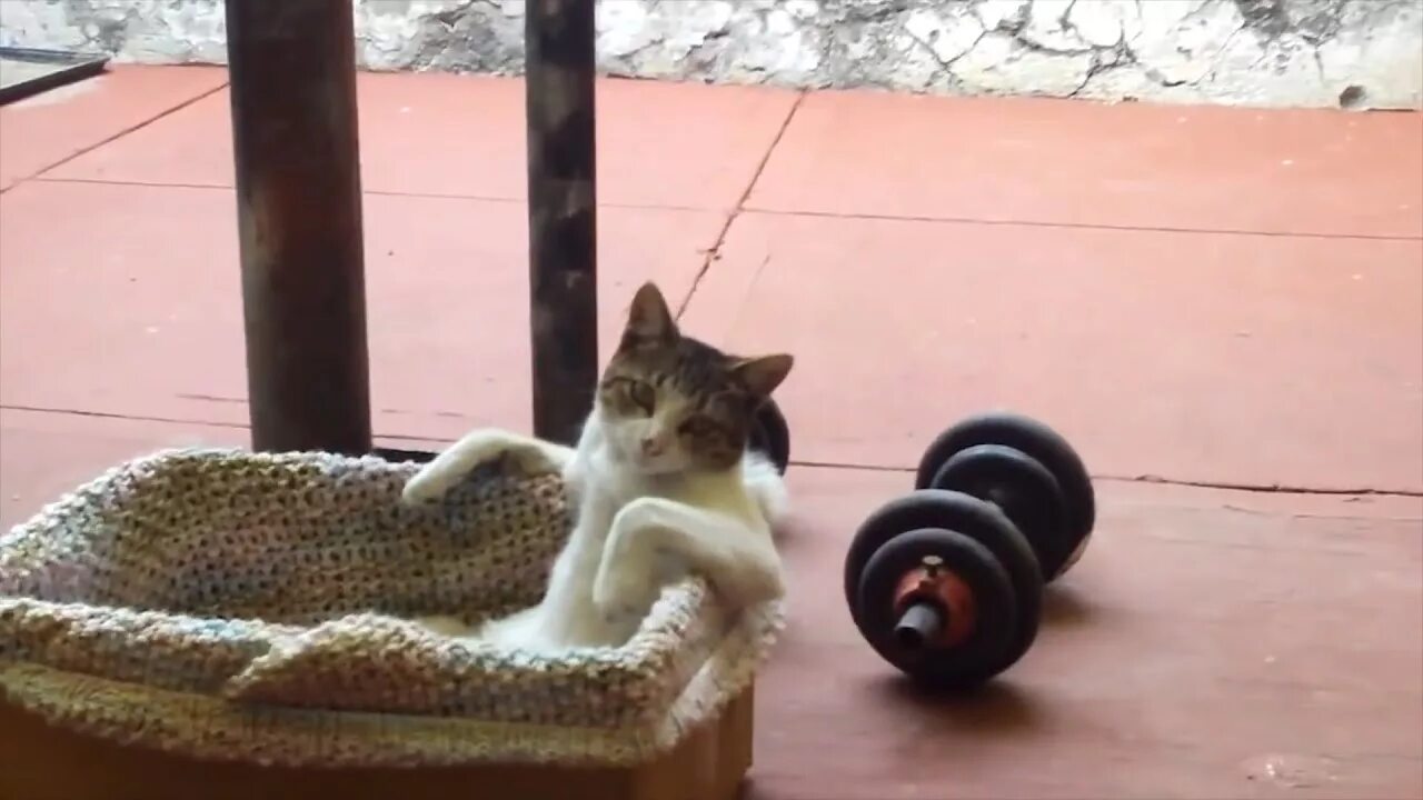 Кошка качается