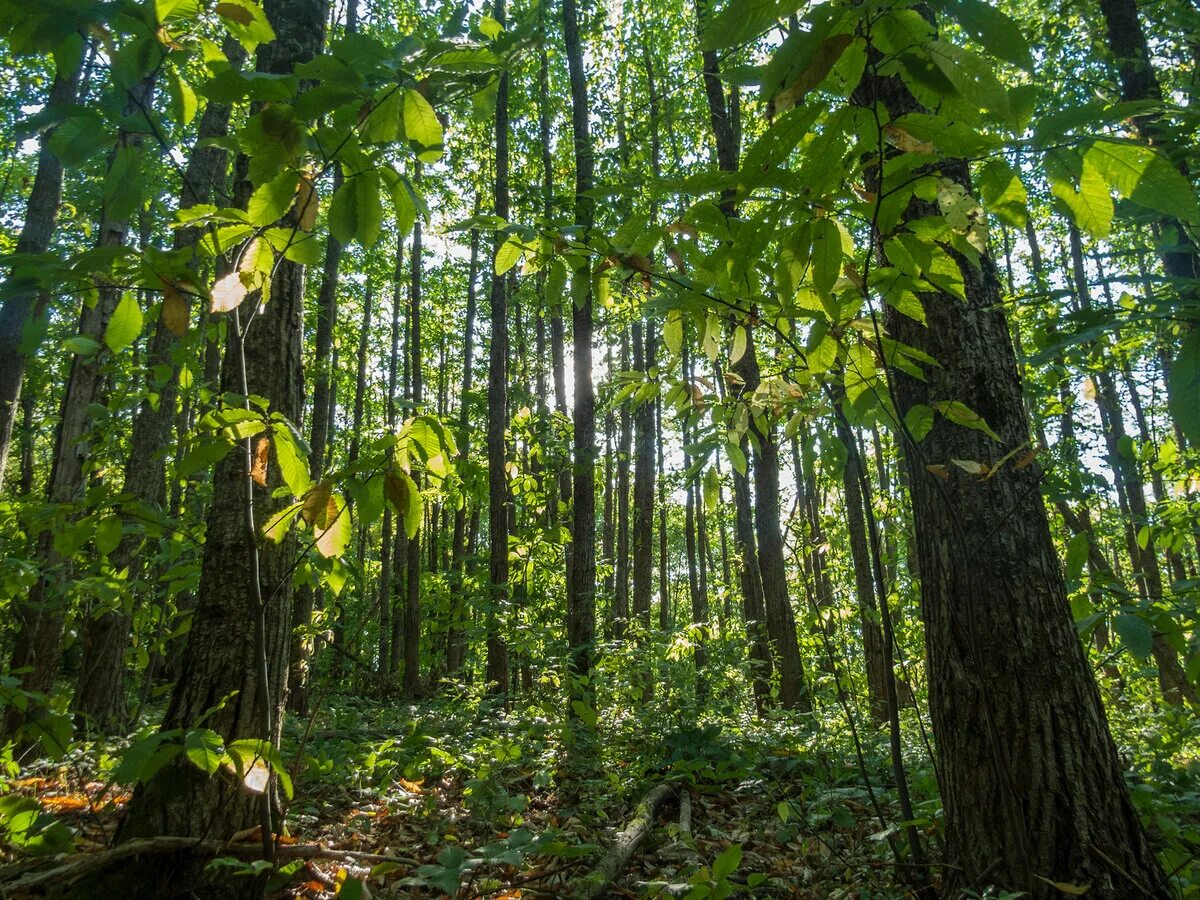 Каштан лесной кавказский. Колхидский каштановый лес. Каштановые леса в краснодарском крае. Каштановый лес. Аллея каштанов калининград.