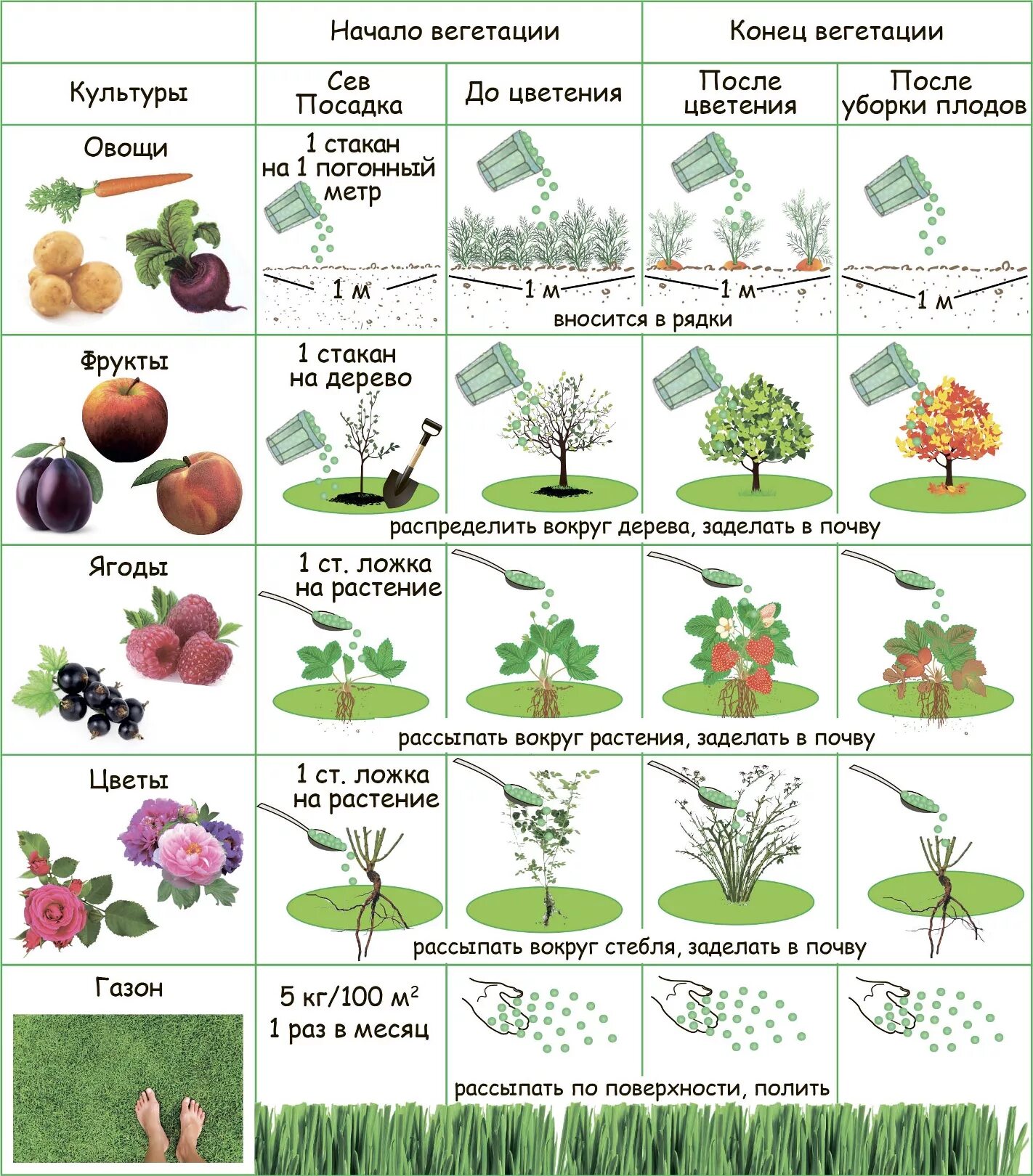 Сроки вегетации у растений. Периоды растений. Схема подкормки клубники. Удобрение для вегетации растений. Период вегетации что это такое у плодовых деревьев.