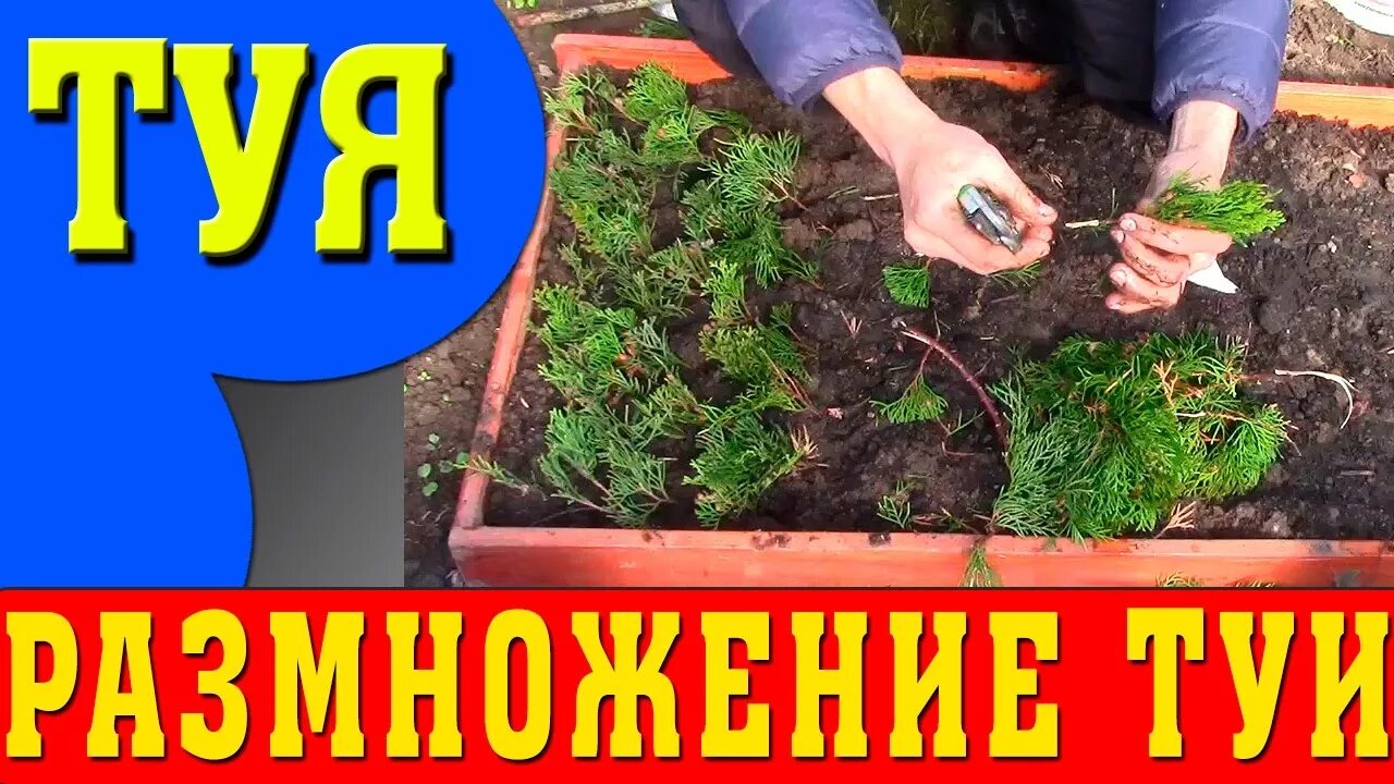 Как размножить шаровидную тую