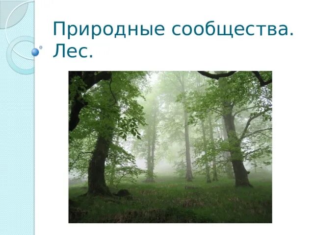 Три примера природных сообществ Природные сообщества 5 класс биология таблица