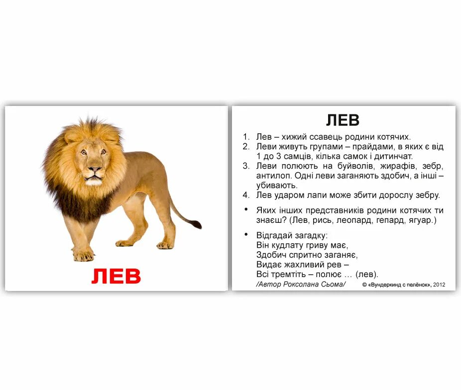 Проект о животном на английском Parts of a KANGAROO English study, Animals name in english, Vocabulary