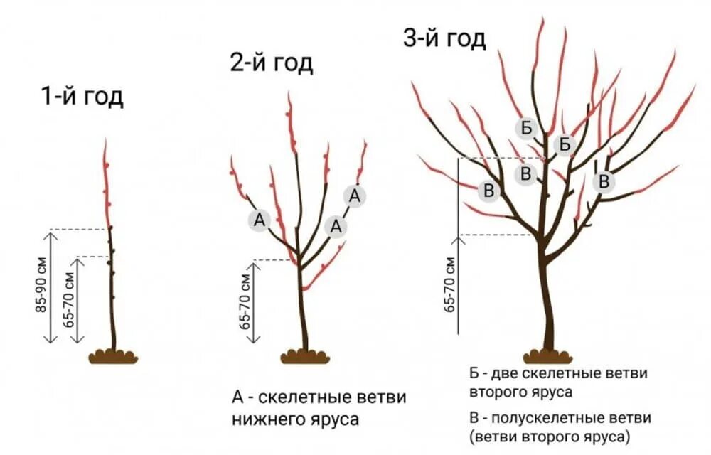 Подрезка. Разреженно-ярусная крона черешни. схема обрезки черешни весной. подрезка черешни весной схема. правильная обрезка черешни осенью схема.