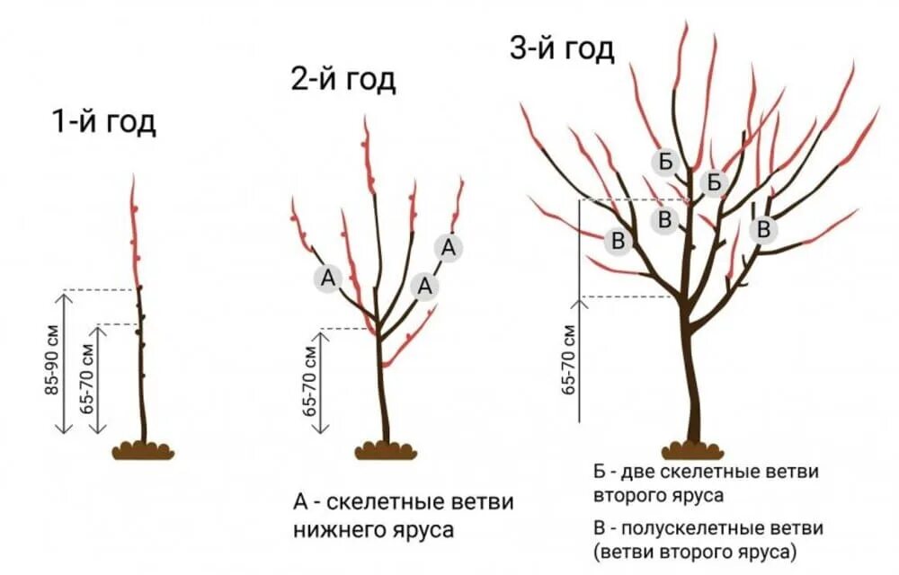 Абрикосы в каком месяце. Подрезка черешни весной схема. Формировка кроны черешни. Черешня обрезка и формирование. Обрезка черешни весной схема.