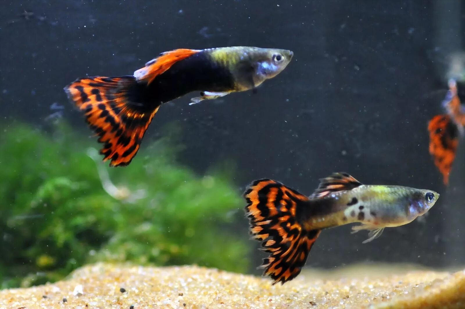 Черные гуппи. Гуппи рыбки синие. Гуппи черный принц. Черные гуппи. Гуппи черный монах.