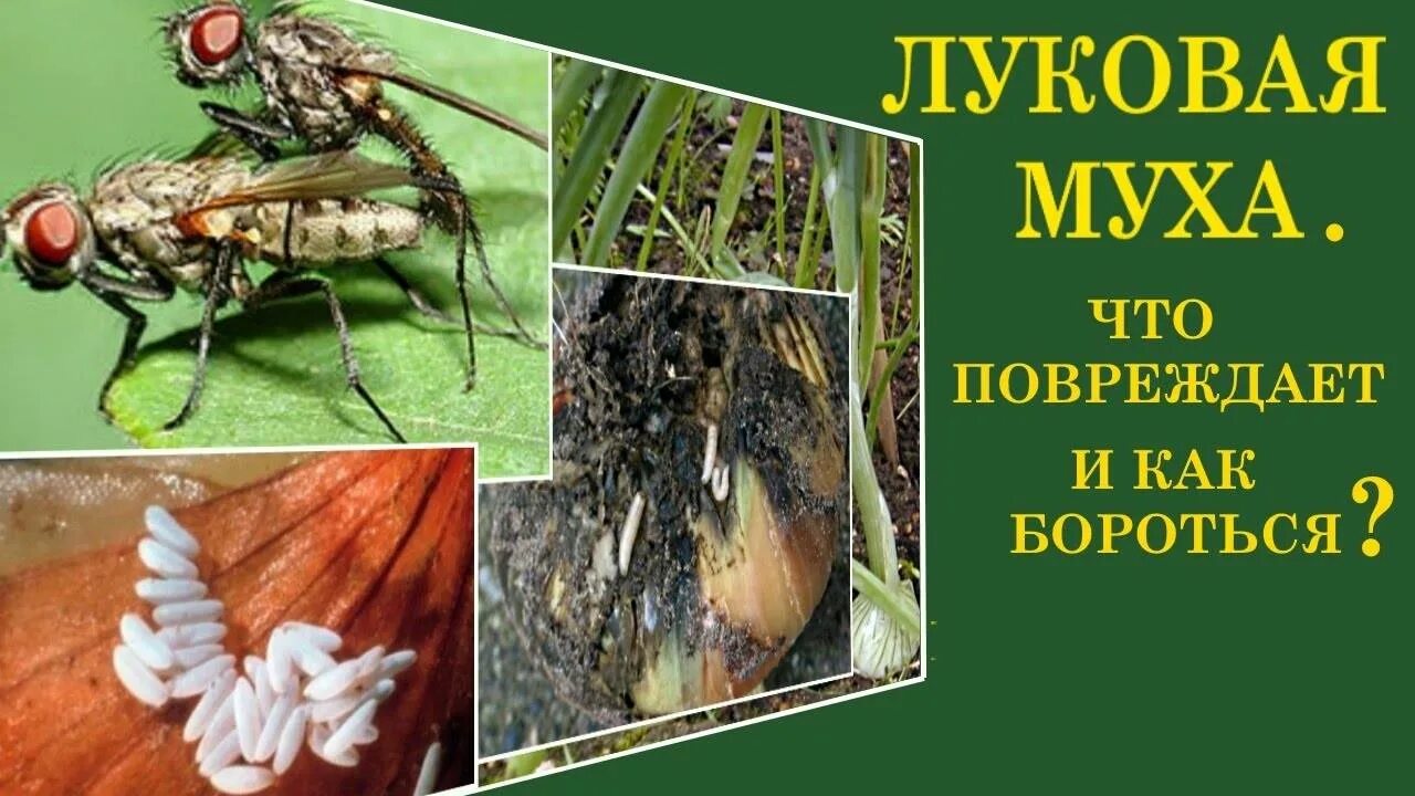 Луковая муха луковая нематода. Луковая муха и ее личинки. Луковая муха и ее личинки. Личинки луковой мухи. Стеблевая минирующая муха.